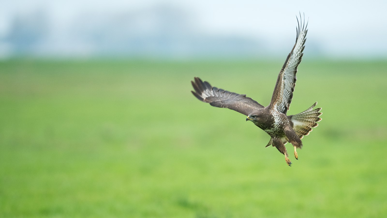 Ein Mäusebussard fliegt dicht über eine grüne Wiese
