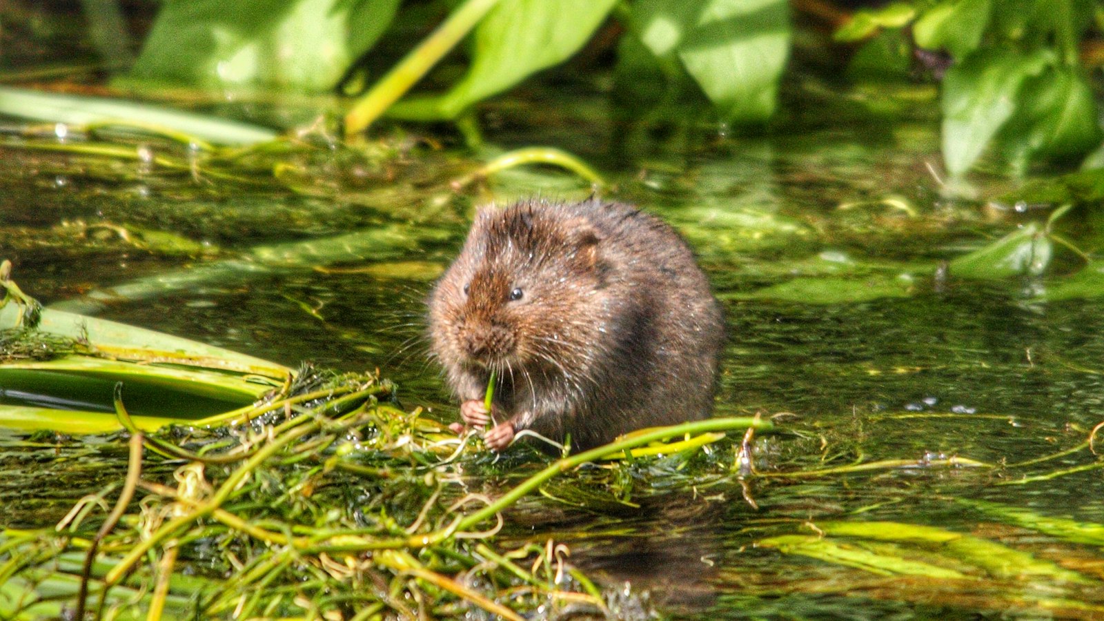 Eine Schermaus sitzt am Wasserrand und frisst frische Pflanzenteile