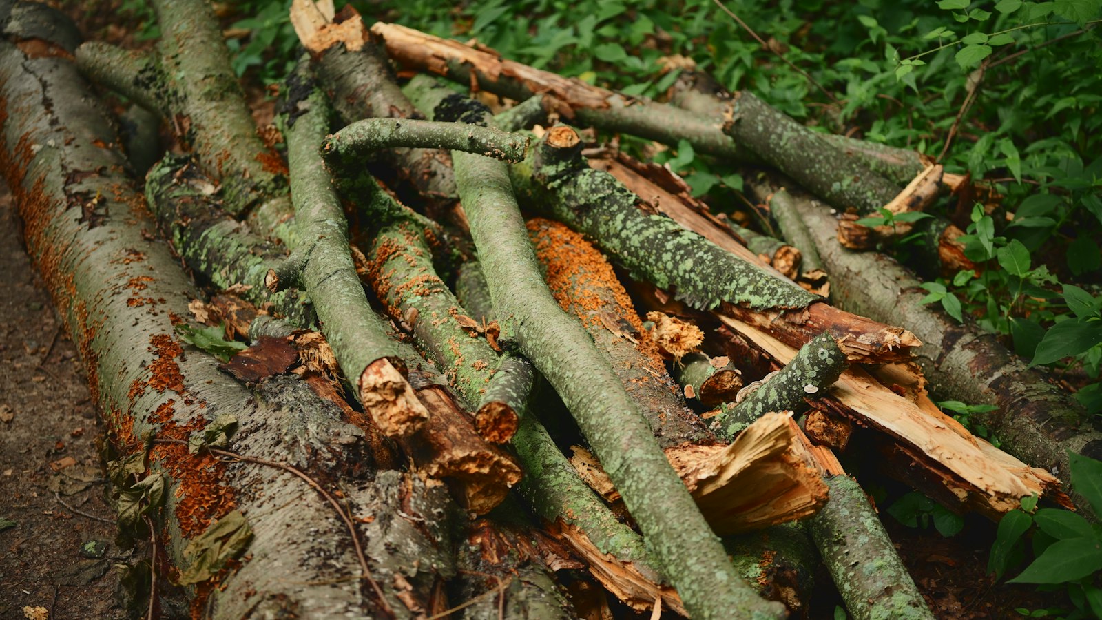 Gartenhäcksler befüllen: Was hineindarf und was das Messer ruiniert Natur Allianz Haufen aus feuchten, teils vermoosten Ästen und Stammstücken am Waldboden