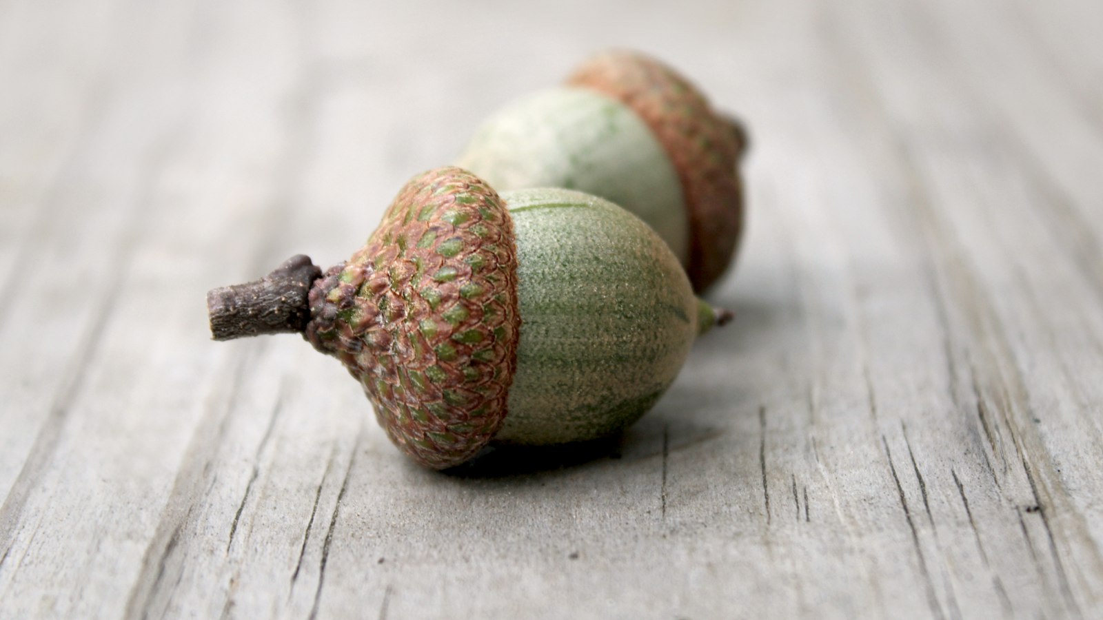 Herbstdeko aus Naturmaterialien: 3 Ideen mit Eicheln, Bucheckern und Walnüssen Natur Allianz Zwei Eicheln mit schuppigen Hütchen auf einer hellen Holzfläche
