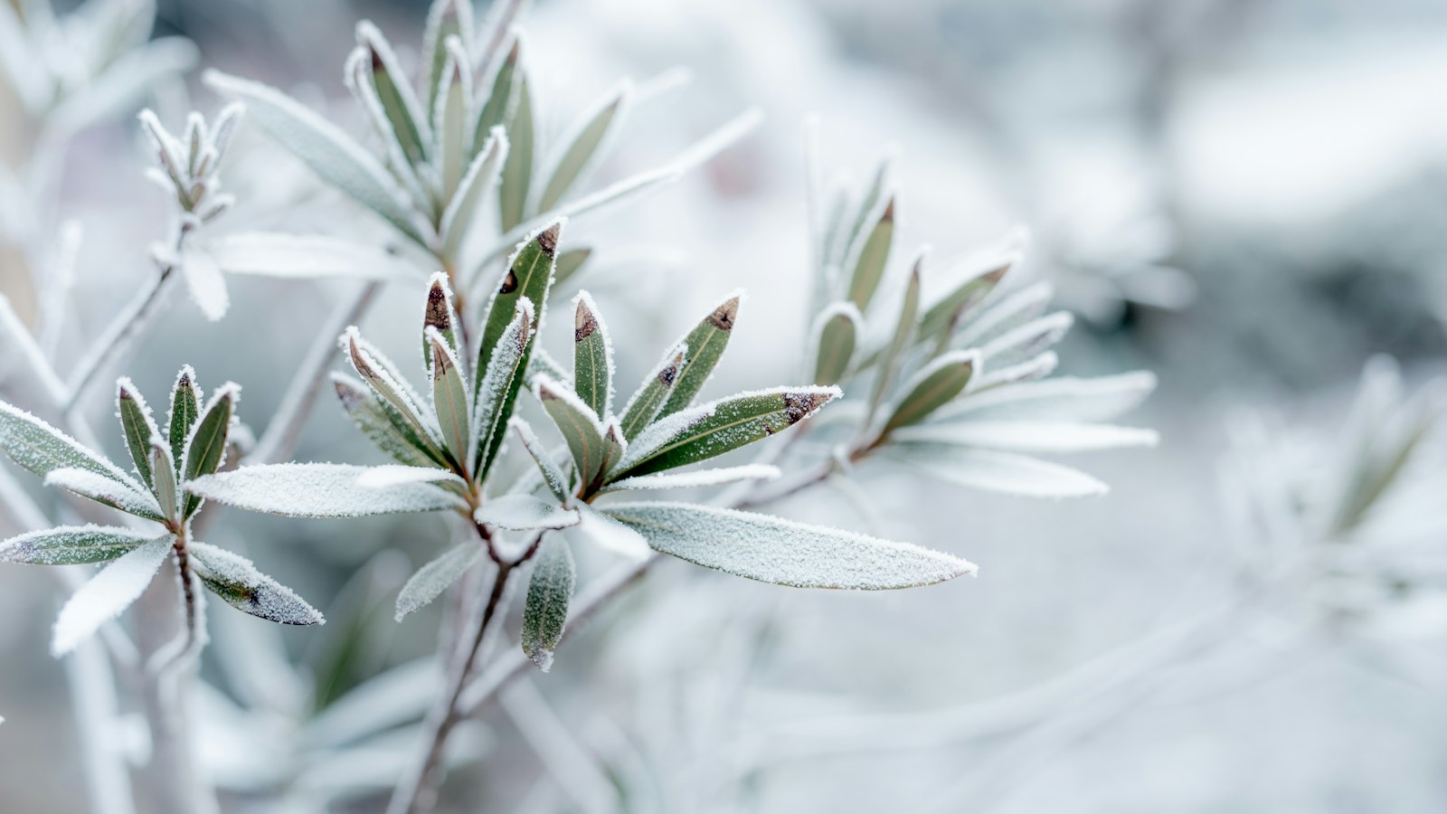 Hochbeet im Winter abdecken: Mulch, Vlies oder offen lassen Natur Allianz Mit Raureif überzogene schmale Blätter an einem Zweig