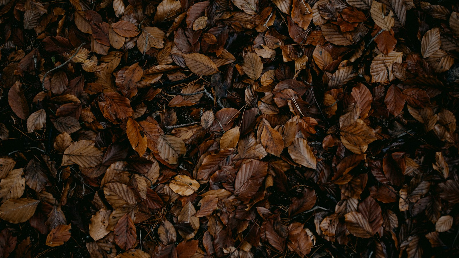 Hochbeet im Winter abdecken: Mulch, Vlies oder offen lassen Natur Allianz Dichte Schicht aus braunem Buchenlaub auf dem Boden
