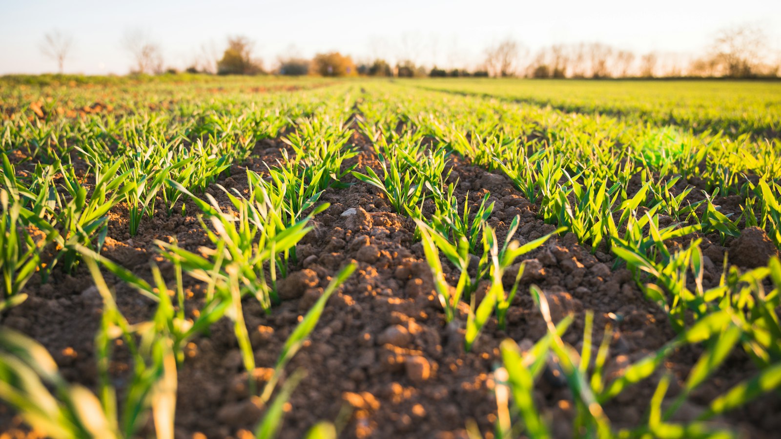 Hochbeet im Winter abdecken: Mulch, Vlies oder offen lassen Natur Allianz Junge Getreidehalme in Reihen auf brauner, frisch bestellter Erde