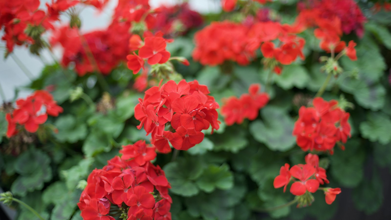 Rote Geranienblüten mit grünen Blättern im Sommer