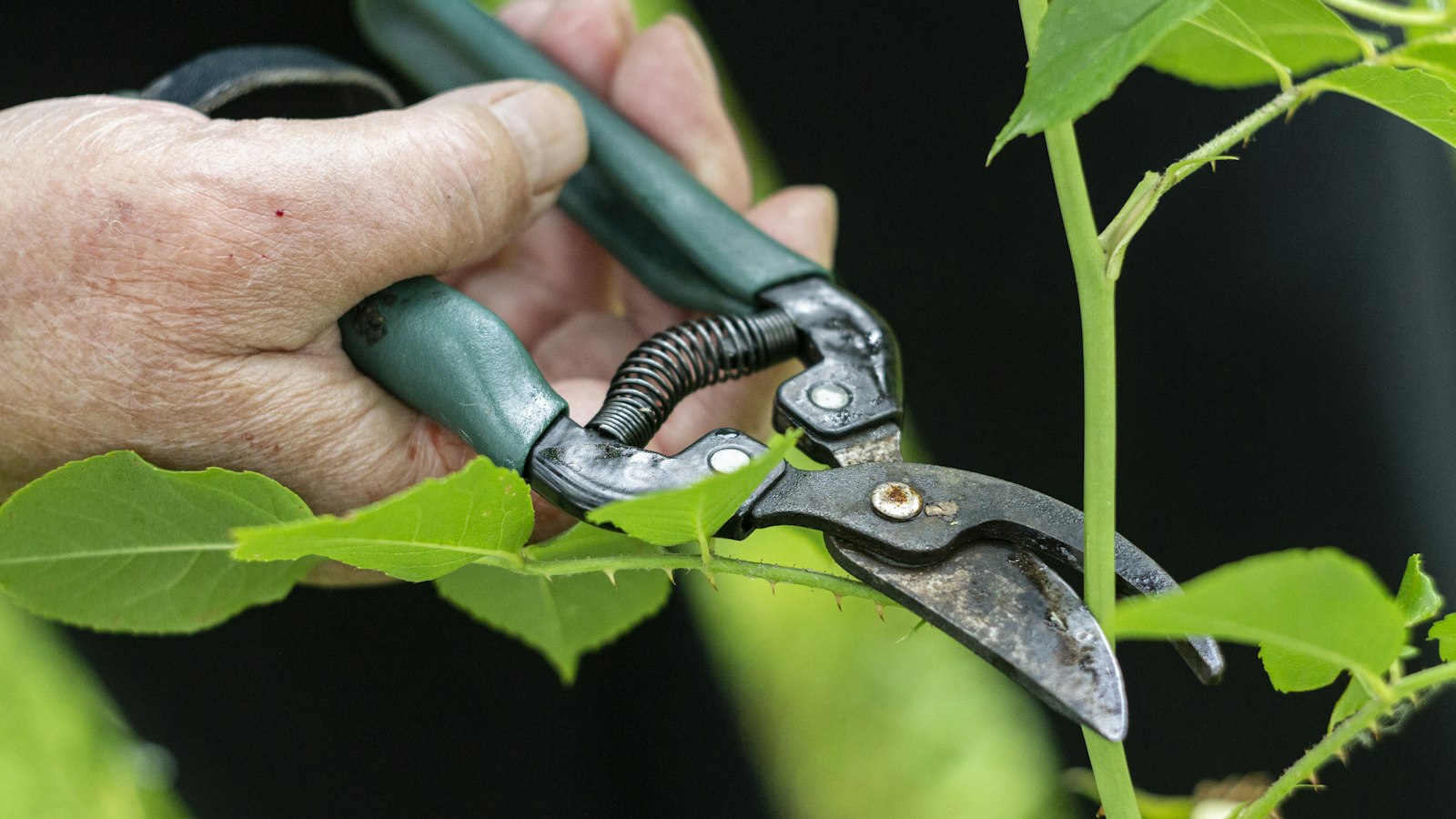 Hand mit Gartenschere beim Schnitt eines grünen Triebs