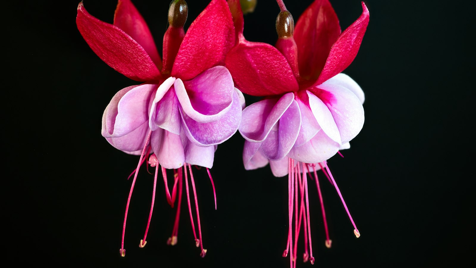 Zwei rosa-rote Fuchsienblüten in Nahaufnahme vor dunklem Hintergrund