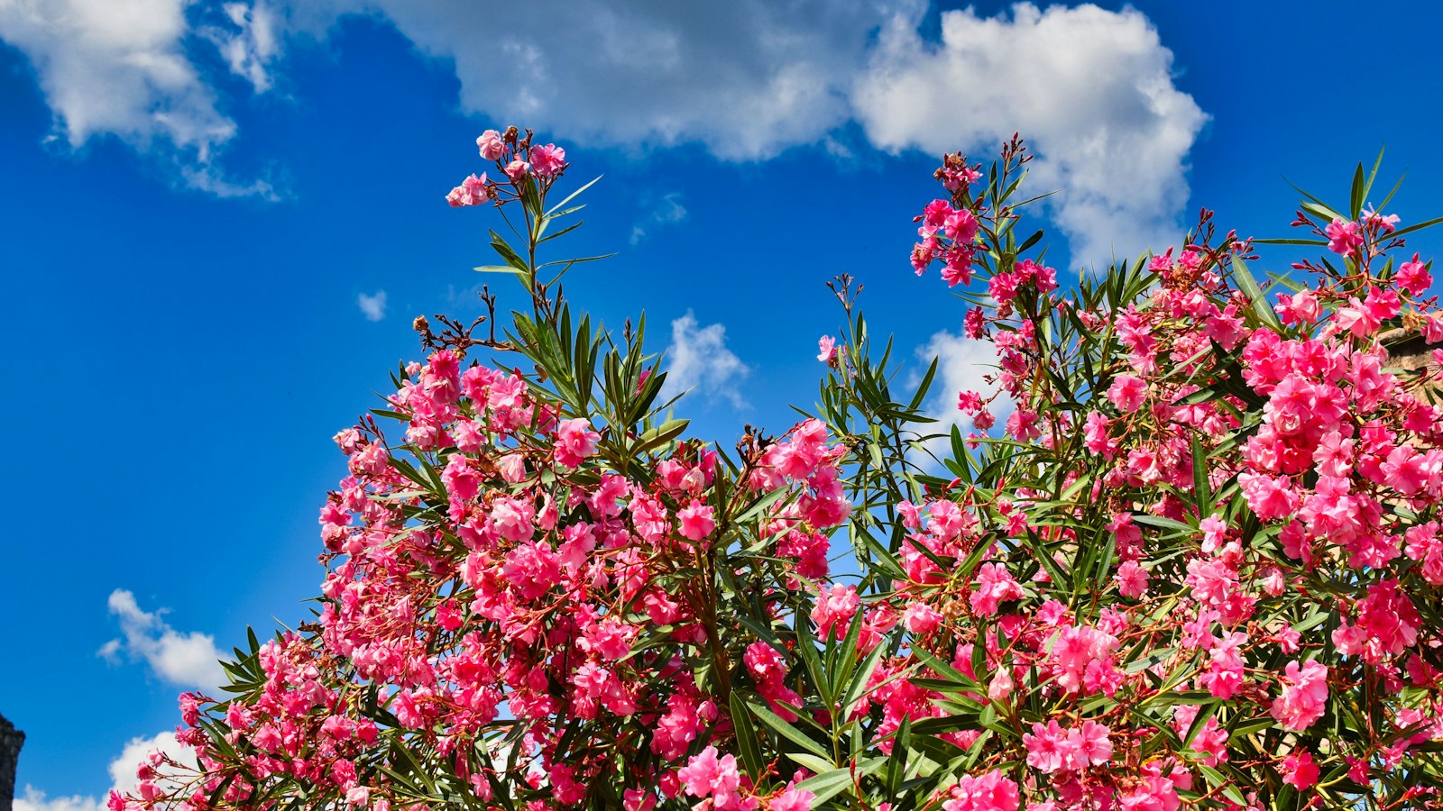 Kübelpflanzen im Gewächshaus überwintern: Anleitung für die kalte Jahreszeit Natur Allianz Blühender Oleander mit rosa Blüten vor blauem Himmel